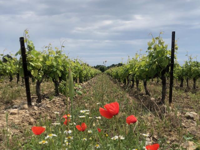 Vigne et coquelicot au Printemps