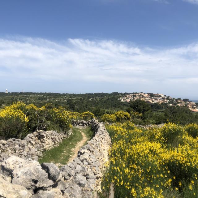 Plateau Leucate Natuur