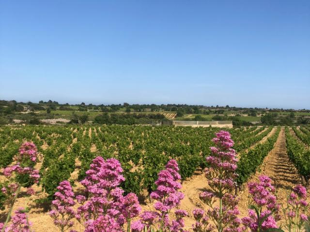 Vigne et fleurs de Valeriane au printemps