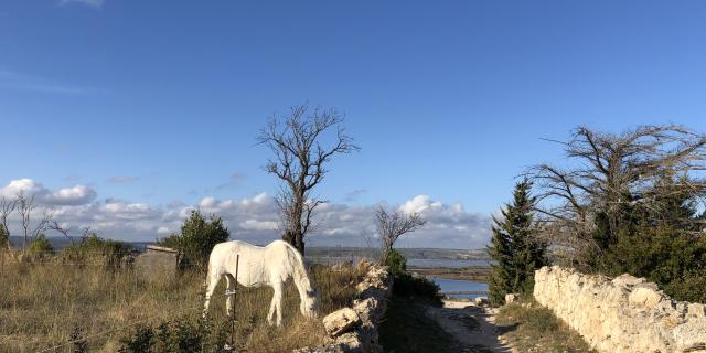 Sentier de randonnée balisé - Plateau de Leucate