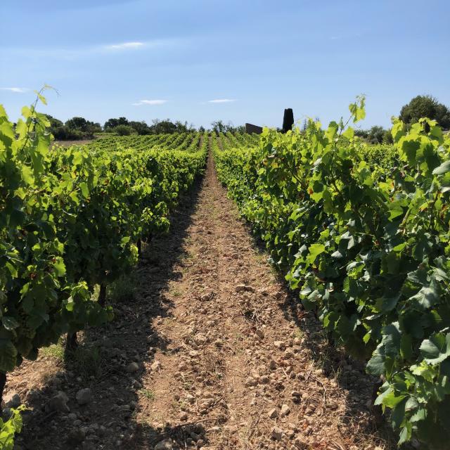 Vignes sur le plateau de Leucate