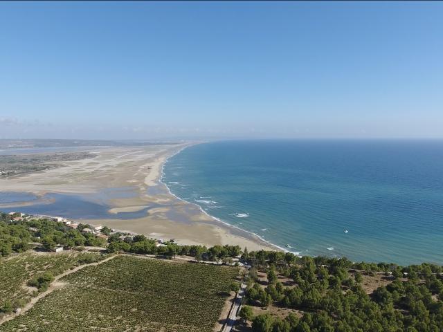 Vignes sur le Plateau avec vue sur La Franqui