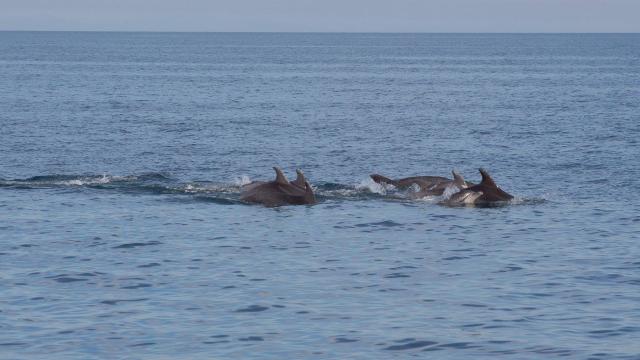 Dauphins Leucate