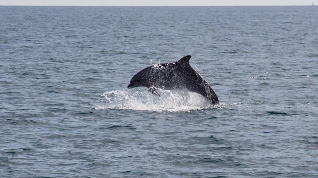 Dauphins Leucate