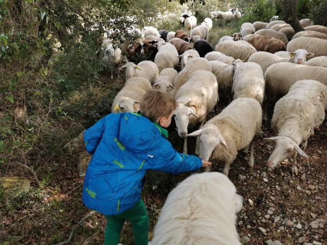 Troupeau Mouton Plateau Leucate Enfant