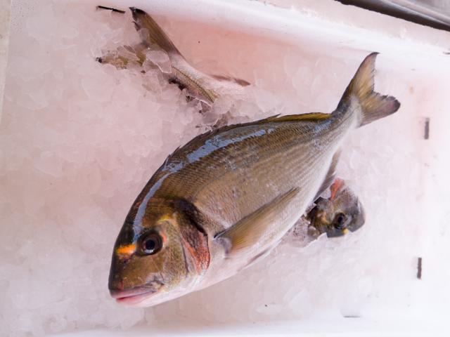 Photo de poissons sur les stands du marché aux poissons de Port Leucate