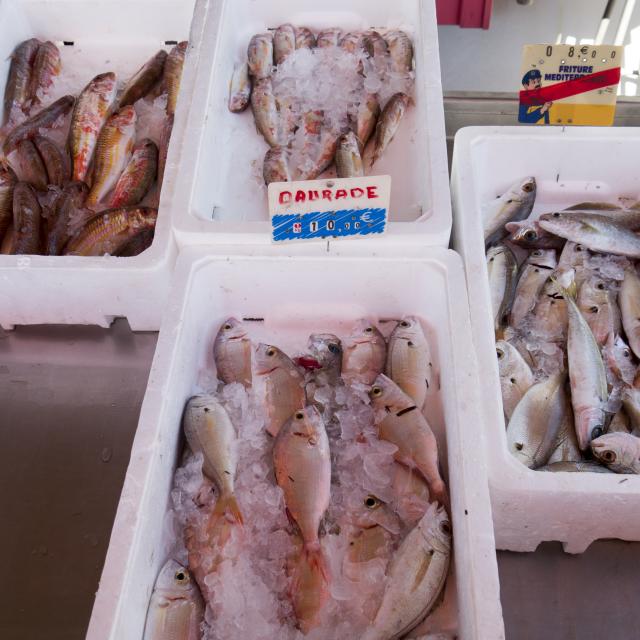 Photo de poissons sur les stands du marché aux poissons de Port Leucate