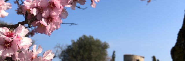 Amandiers En Fleurs Leucate