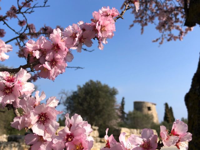 Amandiers En Fleurs Leucate