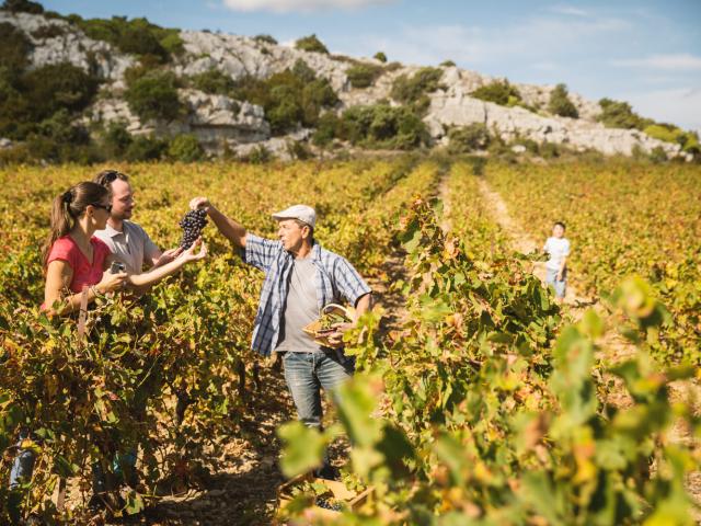 22 Vignes 2015luc Beziat